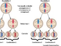 Separation of Homologous Chromsomes  gametes, chromosomes, combinations : gametes, chromosomes, combinations