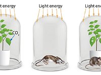 Importance of Photosynthesis Experimental Design  light energy, oxygen, carbon dioxide, mouse, water : light energy, oxygen, carbon dioxide, mouse, water