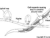 Nematode-Trapping Fungus and Victim  hyphal loop, haustorium, nematode : hyphal loop, haustorium, nematode