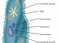 Anatomical Illustration of a Paramecium  food vacuole, contractile vacuole, cilia, micronucleus, oral groove, macronucleus, cytostome, mouth, endoplasm, forming food vacuole : food vacuole, contractile vacuole, cilia, micronucleus, oral groove, macronucleus, cytostome, mouth, endoplasm, forming food vacuole