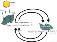 Photosynthesis  visible light, reflected, absorbed, energy, respiration, carbon dioxide, oxygen, water : visible light, reflected, absorbed, energy, respiration, carbon dioxide, oxygen, water