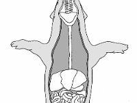 Pig Digestive System  intestine, stomach, esophagus, mouth : intestine, stomach, esophagus, mouth
