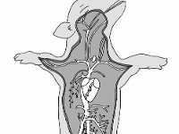 Pig Venous System  heart, veins, arteries : heart, veins, arteries