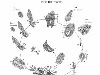 Pine Life Cycle  cone, staminate, microsplorophyll, ovulate, megasporophyll, ovule, seedling, winged seed, megagametophyte : cone, staminate, microsplorophyll, ovulate, megasporophyll, ovule, seedling, winged seed, megagametophyte