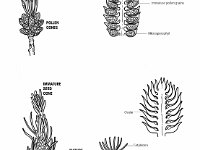 Pinus, Pollen Cone, Seed Cone, and Seedling  pollen cones, microsporophyl	seed cone, ovule, cotyledon	radicle, ovuliferous, megasporophyl, seedling, seed : pollen cones, microsporophyl, seed cone, ovule, cotyledon, radicle, ovuliferous, megasporophyl, seedling, seed