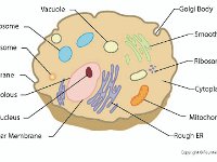 Plant Cell  vacuole, lysosome, centrosome, cell membrane, nucleolus, nucleus, nuclear membrane, golgi body, smooth ER, ribosomes, cytoplasm, mitochondrion, rough ER : vacuole, lysosome, centrosome, cell membrane, nucleolus, nucleus, nuclear membrane, golgi body, smooth ER, ribosomes, cytoplasm, mitochondrion, rough ER
