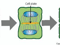 Plant Cell Cytokinesis  mitosis, meiosis, cell plate, golgi vesicles, nucleus : mitosis, meiosis, cell plate, golgi vesicles, nucleus