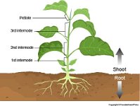 Plant Internodes  petiole, internode, shoot, root, stem, leaves : petiole, internode, shoot, root, stem, leaves