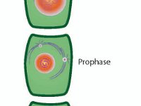 Plant Mitosis  interphase, prophase, metaphase, anaphase, telophase : interphase, prophase, metaphase, anaphase, telophase
