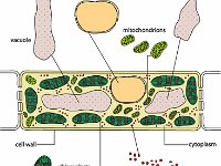 Plant Structure (simplified)  vacuole, nucleus, mitochondrions, chloroplasts, ribosomes, cytoplasm, cell wall : vacuole, nucleus, mitochondrions, chloroplasts, ribosomes, cytoplasm, cell wall