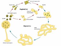 Plasmodium Life Cycle in Humans  haploid, diploid, spores, sporangium, sporangia, plasmodium, zygote, myxamoebae, swarm cell : haploid, diploid, spores, sporangium, sporangia, plasmodium, zygote, myxamoebae, swarm cell