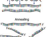 Polymerase Chain Reaction  denaturation, annealing, extension, DNA : denaturation, annealing, extension, DNA