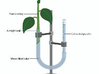 Potometer: Experimental Design  plant cutting, water, transpiration, evaporation, rate of water uptake : plant cutting, water, transpiration, evaporation, rate of water uptake