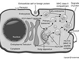 HLA (MHC II) Peptide Complex Presentation  foreign protein, endocytosis, HLA class II molecule, lysosome, endosome, exocytosis, HLA-DM : immunology, foreign protein, endocytosis, HLA class II molecule, lysosome, endosome, exocytosis, HLA-DM