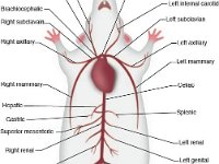 Anatomical Illustration of a Rat:  Arteries  carotid, subclavian, axillary, mammary, brachiocephalic, aortia arch, celiac, splenic, hepatic, gastric, renal, mesentaric, iliolumbar, genital, femoral, caudal : carotid, subclavian, axillary, mammary, brachiocephalic, aortia arch, celiac, splenic, hepatic, gastric, renal, mesentaric, iliolumbar, genital, femoral, caudal