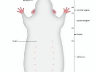 Anatomical Illustration of a Rat  nose, vibrissae, incisors, teats, clitoris, cranial, cervical, pectoral, thorax, abdomen, pelvic, caudal, vaginal orifice, anus, scrotal sac, prepuce : nose, vibrissae, incisors, teats, clitoris, cranial, cervical, pectoral, thorax, abdomen, pelvic, caudal, vaginal orifice, anus, scrotal sac, prepuce