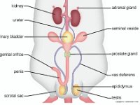 Anatomical Illustration of a Male Rat: Uriniary System  kidney, ureter, urinary bladder, urogenital orifice, penis, scrotal sac, adrenal gland, seminal veside, prostate gland, vas deferens, epididymus, testis : kidney, ureter, urinary bladder, urogenital orifice, penis, scrotal sac, adrenal gland, seminal veside, prostate gland, vas deferens, epididymus, testis