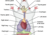 Anatomical Illustration of a Rat: Organs  trachea, gland, thymus, atrium, lung, diaphragm, liver, pancreas, duodenum, larynx, thyroid, paratid, esophagus, heart, stomach, spleen, intestine, rectum, anus, caecum : trachea, gland, thymus, atrium, lung, diaphragm, liver, pancreas, duodenum, larynx, thyroid, paratid, esophagus, heart, stomach, spleen, intestine, rectum, anus, caecum