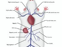 Anatomical Illustration of a Rat: Veins  jugular, vena cava, axillary, subclavian, hepatic, renal, liver, portal, mesenteric, spienic, gastric, genital	iliac, iliolumbar, caudal, femoral : jugular, vena cava, axillary, subclavian, hepatic, renal, liver, portal, mesenteric, spienic, gastric, genital, iliac, iliolumbar, caudal, femoral