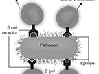 B Cell Recognition of Epitopes on Pathogen  clonal proliferation, B cell, pathogen, epitope, B cell receptor : immunology, clonal proliferation, B cell, pathogen, epitope, B cell receptor