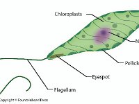 rugena : rugena, flagellates, nucleus, chloroplast, pellicle layer, eyespot