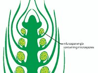 Illustration of a Selaginell Leaf  microsporangia, megasporangium, microspores, megaspores, vascular plant : microsporangia, megasporangium, microspores, megaspores, vascular plant