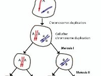 Separation of Homologous Chromosomes : separation, homologous, chromosomes, meiosis