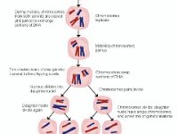 Seperation of Homologous Chromosomes  duplication, replication, chromosomes, meiosis, homologous recombination, offspring cells, daughter nuclei, new genetic material : duplication, replication, chromosomes, meiosis, homologous recombination, offspring cells, daughter nuclei, new genetic material