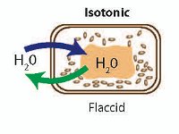Effects of Hypertonic, Isotonic, and Hypotonic Solutions  plasmolyzed, flaccid, turgid, hypertonic, isotonic, hypotonic, water, high solute, equal solute, low solute, burst, shrink, remain the same : plasmolyzed, flaccid, turgid, hypertonic, isotonic, hypotonic, water, high solute, equal solute, low solute, burst, shrink, remain the same