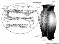Anatomical Illustration of a Sponge  spicules, osculum, spongocoel, basal end, radial canal, ovum, choanocyte, pinacocyte, blastula, mesohyl, ostium, porocyte : spicules, osculum, spongocoel, basal end, radial canal, ovum, choanocyte, pinacocyte, blastula, mesohyl, ostium, porocyte