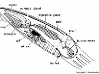 Anatomical Illustration of a Squid  ovary, fin, crop, stomact, gill, ink sac, funnel, buccal mass, brain, pen, digestive gland, oviducal gland : ovary, fin, crop, stomact, gill, ink sac, funnel, buccal mass, brain, pen, digestive gland, oviducal gland