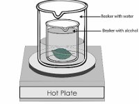 Experimental Design for Starch: Step 1  hot plate, water, alcohol, beaker, leaf : hot plate, water, alcohol, beaker, leaf