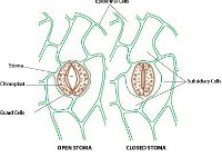 Stoma:  Open and Closed  stoma, chloroplast, guard cells, epidermal cells, open, closed, subsidiary, plant, gases : stoma, chloroplast, guard cells, epidermal cells, open, closed, subsidiary, plant, gases