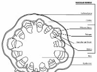 Anatomical Illustration of a Sunflower Stem: Cross Section  vascular bundle, collenchyma	cortex, phloem fibers, phloem, vascular cambium, xylem, pith, epidermis : vascular bundle, collenchyma, cortex, phloem fibers, phloem, vascular cambium, xylem, pith, epidermis