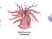 Types of Symmetry in Organisms  bilateral symmetry, beetle, radial symmetry, coral polyp, no symmetry, sponge : bilateral symmetry, beetle, radial symmetry, coral polyp, no symmetry, sponge