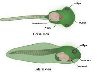 Anatomical Illustration of a Tadpole:  Dorsal and Lateral  eye, mouth, intestines, heart : eye, mouth, intestines, heart