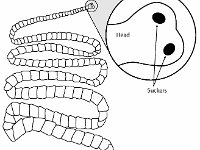Illustration of a Tapeworm  head, suckers, parasite : head, suckers, parasite