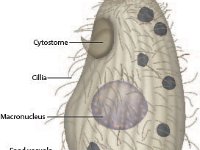 Anatomical Illustration of a Tetrahymena Vorax  cytosome, cillia, macronucleus, food vacuole, contractile vacuole, polymorphic, cilliate : cytosome, cillia, macronucleus, food vacuole, contractile vacuole, polymorphic, cilliate