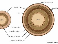 Anatomical Illustration of a Twig of Tilia  pith, cortex, cork, xylem, phloem, vascuar cambium, rays : pith, cortex, cork, xylem, phloem, vascuar cambium, rays