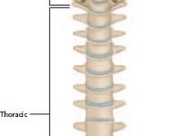 VertebralQuadrants_Labels : vertebra, coccyx, thoracic, backbone, cervical, lumbar, sacrum