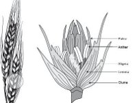 Anatomical Illustration of a Wheat Stalk  palea, anther	stigma, lemma	glume, spikelet, wheat : palea, anther, stigma, lemma, glume, spikelet, wheat