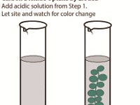 CO2 Step 2 CO2 uptake by Elodea  ph, Carbonic acid, photosynthesis, dark reaction, carbon fixation, indicator, acidic, basic