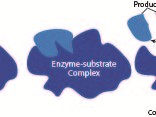 Enzyme Catalysis  catalyst, substrate, complex, bind, transition state, reaction, process, inhibit
