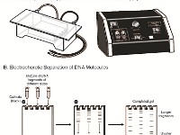Gel Electrophoresis Apparatus  Agarose gel, DNA separation, DNA, Molecular Weight, Fragment, Polymerase Chain Reaction, Protein Separation