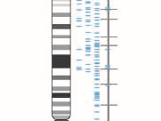 Ideogram of Chromosome  representation, DNA, stand, gene, allele, replicate, histone, telomere, centromere,  chromatids, bivalents