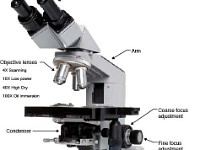 Microscope Labled  lab, light, microscopy, inspect, detect, label, biology, dissect, adjust, magnify, lens, analyze