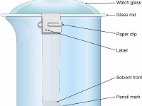 Chromatography Apparatus  chromatography, thin layer chromatography, solvent, separate, glass, cover, pencil