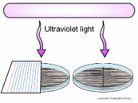UV Light Experiment  Ultraviolet light, ultraviolet, high energy, sunlight, frequency, 290 nanometers